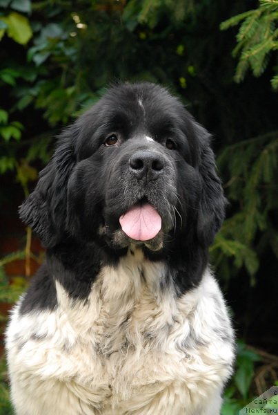 Фото: ньюфаундленд Сент Джонс Пеппи Длинный Чулок (Sent Djons Peppi Dlinny Chulok)