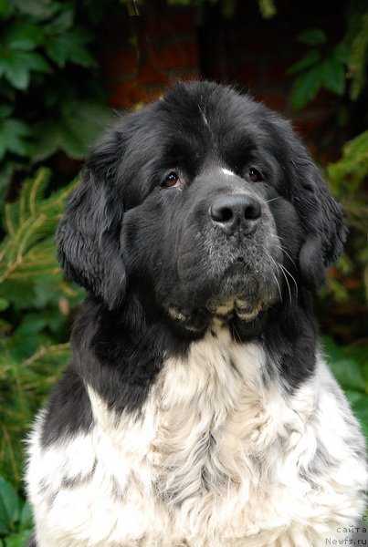 Фотография № 77043