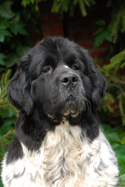 Фото: ньюфаундленд Сент Джонс Пеппи Длинный Чулок (Sent Djons Peppi Dlinny Chulok)