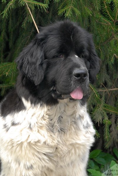 Фото: ньюфаундленд Сент Джонс Пеппи Длинный Чулок (Sent Djons Peppi Dlinny Chulok)