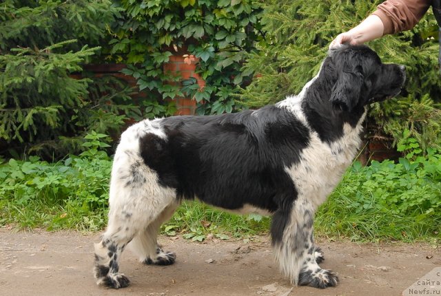 Фото: ньюфаундленд Сент Джонс Пеппи Длинный Чулок (Sent Djons Peppi Dlinny Chulok)