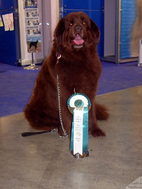 Фото: ньюфаундленд Ютта с Берега Дона