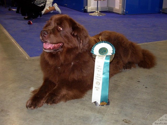 Фото: ньюфаундленд Ютта с Берега Дона