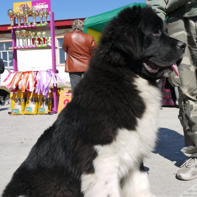 Фото: ньюфаундленд Супер Премиум Занзибар