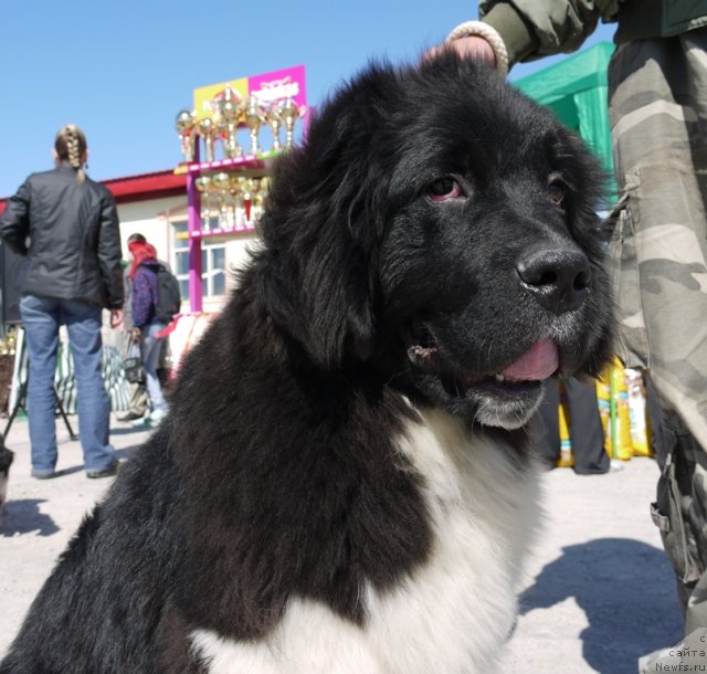 Фото: ньюфаундленд Супер Премиум Занзибар