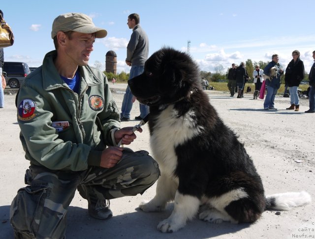Фото: ньюфаундленд Супер Премиум Занзибар