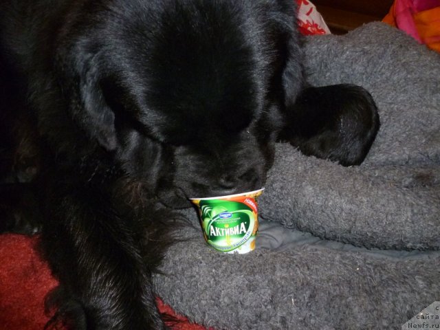 Фото: ньюфаундленд Рестайлинг Фром Шипмэн