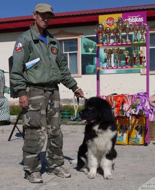 Фото: ньюфаундленд Супер Премиум Занзибар