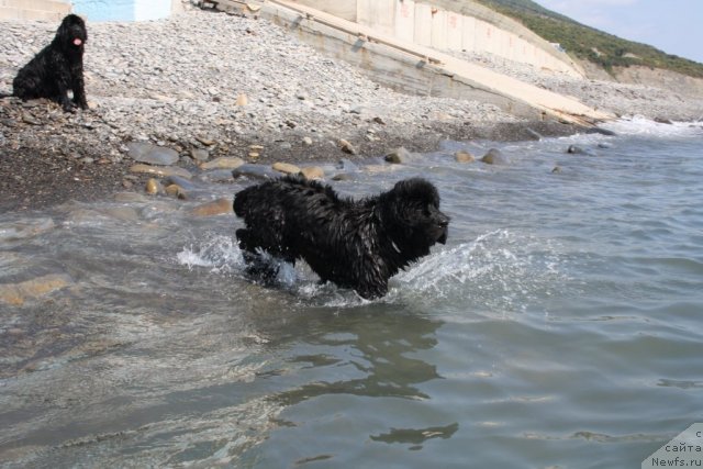 Фото: ньюфаундленд Бегущая по Волнам Зеро Коол