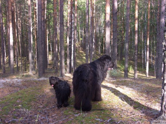 Фото: ньюфаундленд Акин Соул София, Фрося