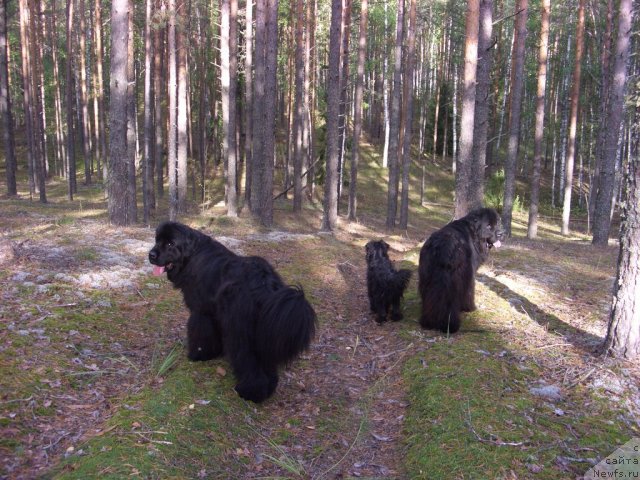 Фото: ньюфаундленд Акин Соул София, ньюфаундленд Барышня, Фрося