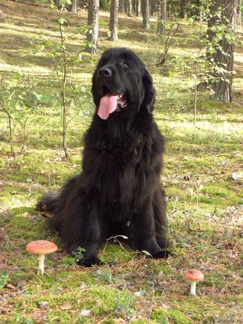 Фото: ньюфаундленд Барышня