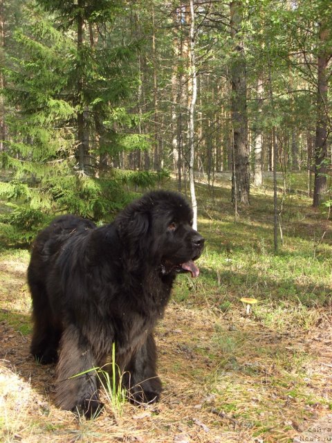 Фото: ньюфаундленд Акин Соул София