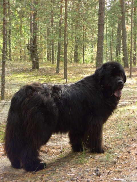 Фотография № 77075