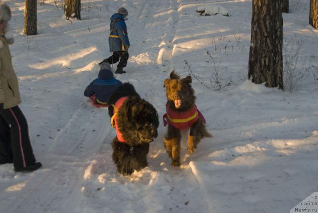 Фото: ньюфаундленд Юган с Тоянова Городка (Ygan s Toyanova Gorodka), ньюфаундленд Лесная Сказка Изольда