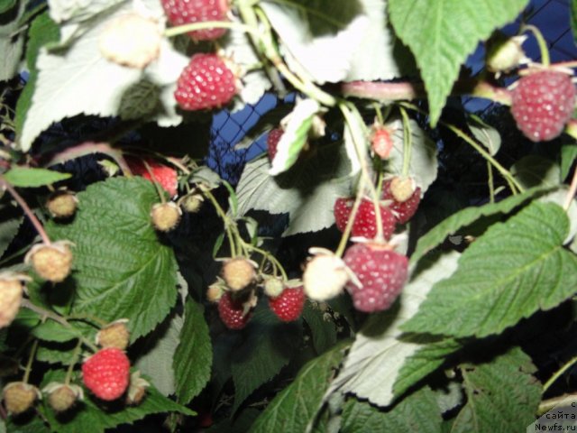 Фотография № 77082