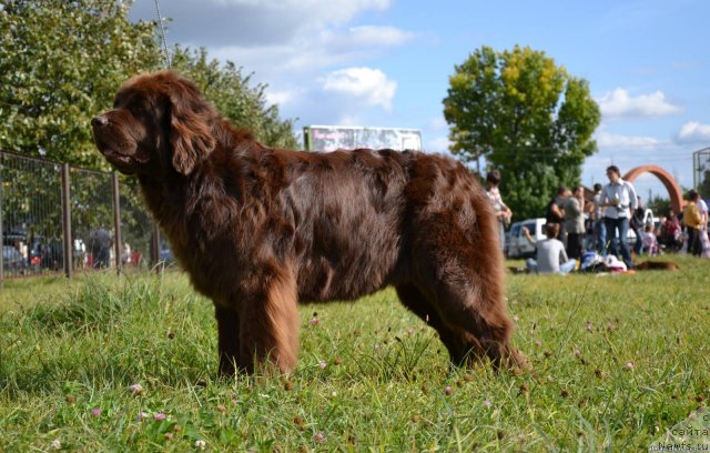 Фотография № 77088