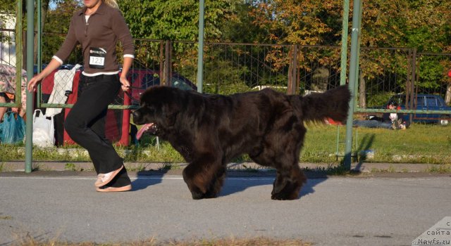 Фотография № 77093