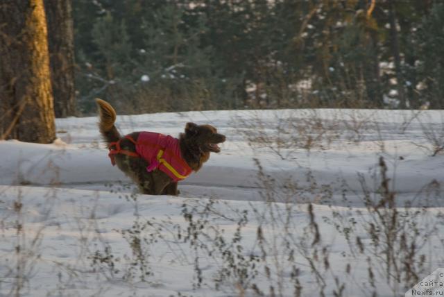 Фото: ньюфаундленд Лесная Сказка Изольда