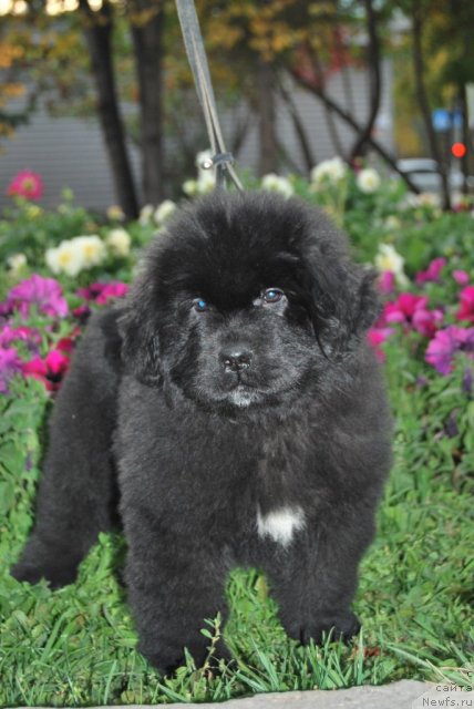 Фотография № 77118