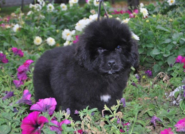 Фото: ньюфаундленд Супер Премиум Италия