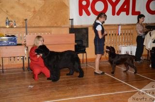 Фото: ньюфаундленд Акватория Келвин Оушен Дрим