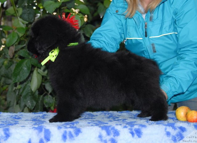 Фото: ньюфаундленд Сент Джонс Шарлотта