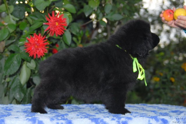 Фото: ньюфаундленд Сент Джонс Шарлотта