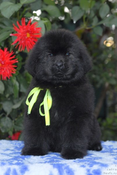 Фото: ньюфаундленд Сент Джонс Шарлотта