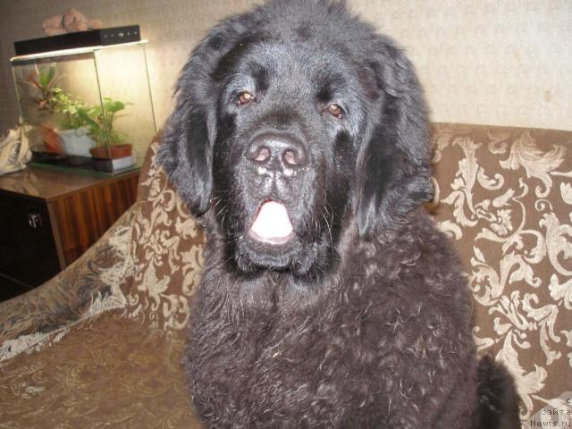 Фото: ньюфаундленд Челенджер