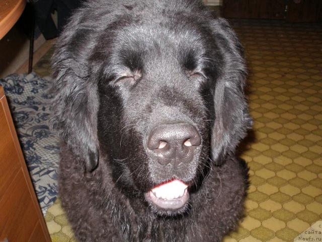 Фото: ньюфаундленд Челенджер