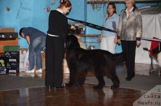 Фото: ньюфаундленд Акватория Келвин Оушен Дрим