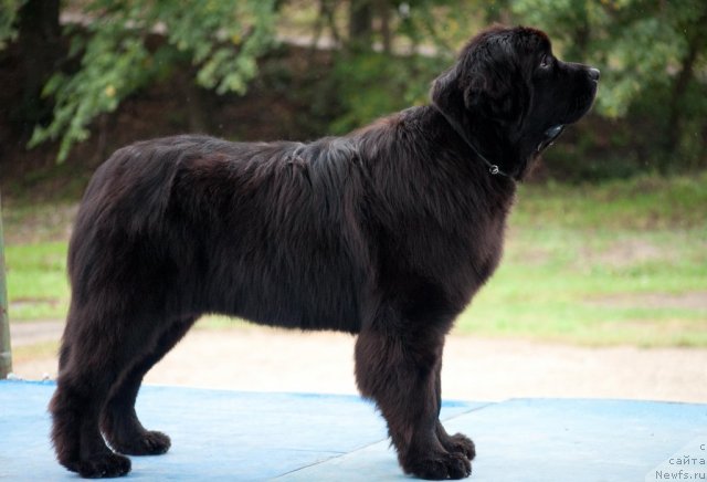 Фото: ньюфаундленд Акватория Келвин Оут оф зе Блю (Aquatoriya Kelvin Out of The Blue)