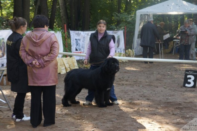 Фото: ньюфаундленд Твой Рождественский Сон