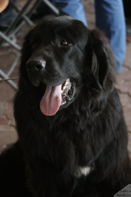 Фото: ньюфаундленд Звездная Плеяда Бонифаций