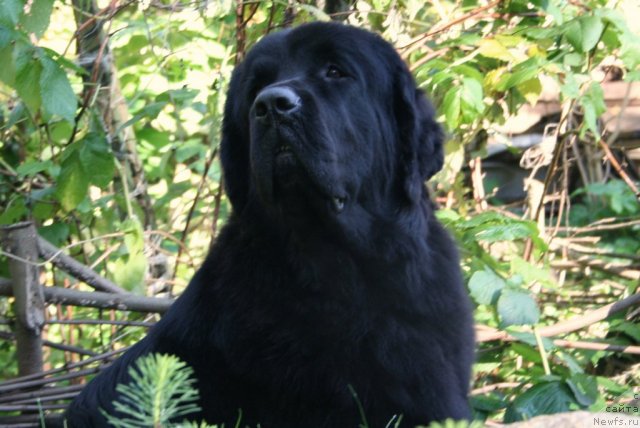 Фотография № 77211