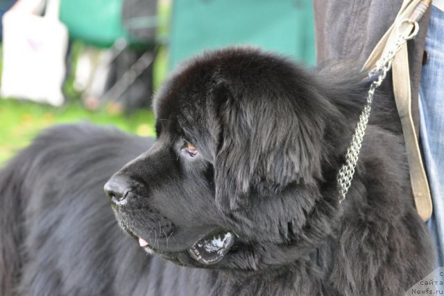 Фотография № 77214