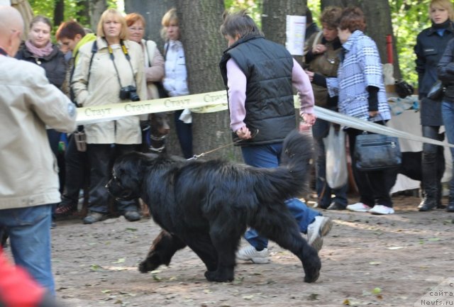 Фото: ньюфаундленд Твой Рождественский Сон