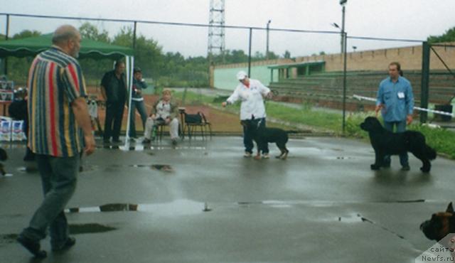 Фото: ньюфаундленд Берта (Berta)