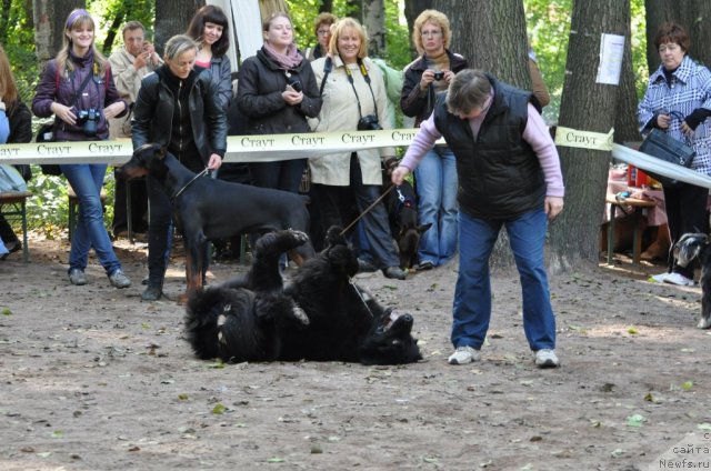 Фото: ньюфаундленд Твой Рождественский Сон