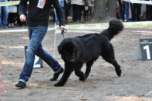 Фотография № 77224