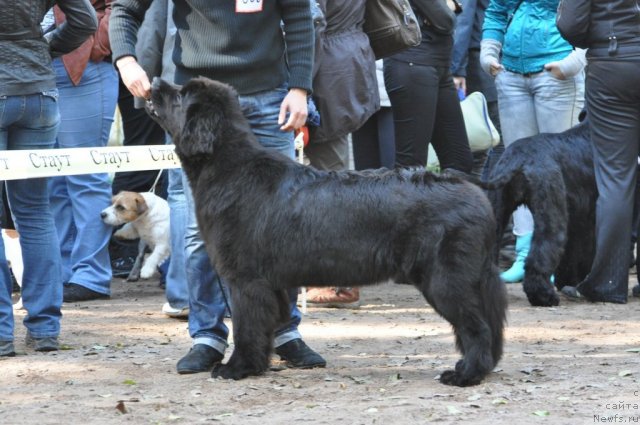 Фотография № 77225