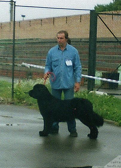 Фото: ньюфаундленд Берта (Berta)