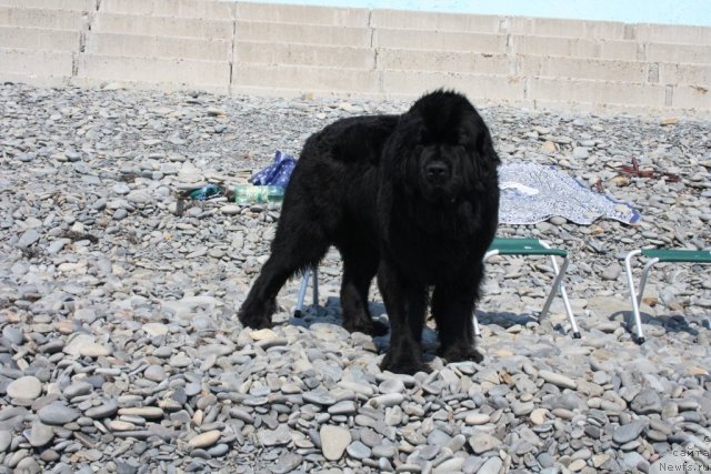 Фото: ньюфаундленд Fortuna of Giant's Island