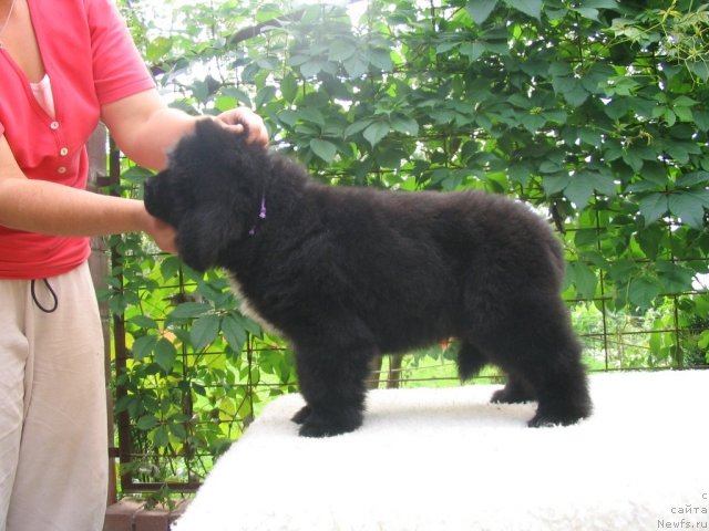 Фото: Щенки п-ка 