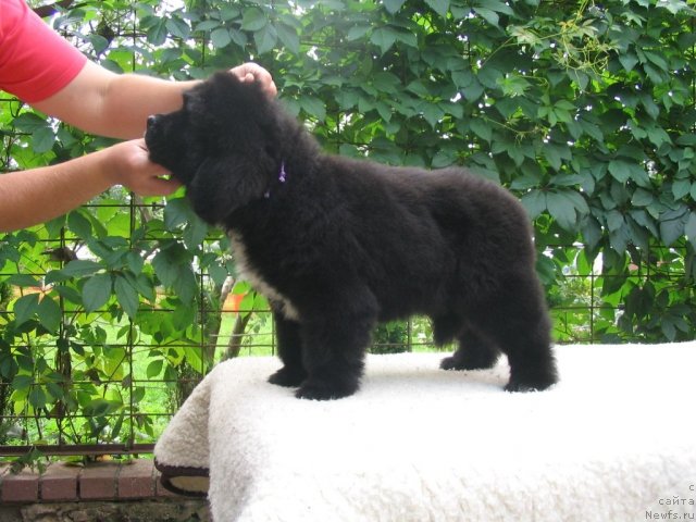 Фото: Щенки п-ка 