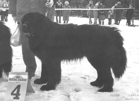 Фото: ньюфаундленд Дуглас Юн Ботсвейн