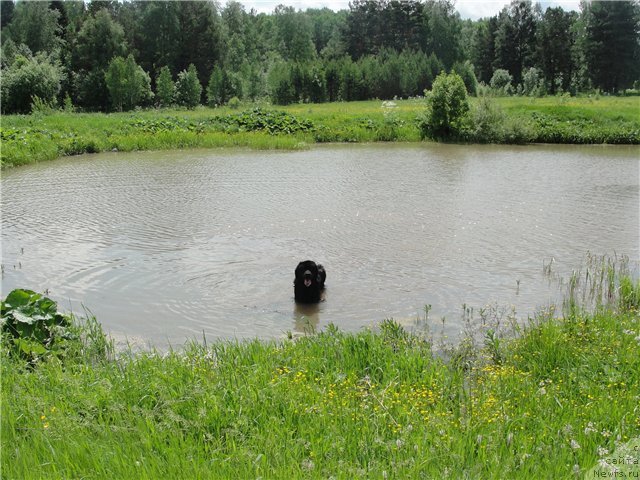 Фото: ньюфаундленд Жемчужина Сибири от Марлеон Дусвик