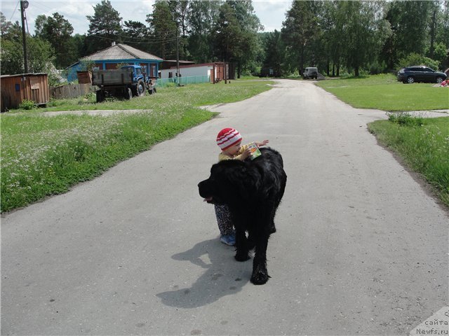 Фото: ньюфаундленд Жемчужина Сибири от Марлеон Дусвик