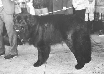 Фото: ньюфаундленд Нансен Клеменц Мули